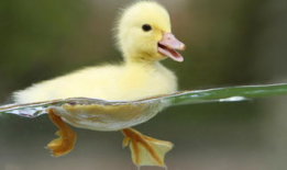 鸭子视频,趣味横生的动物世界瞬间